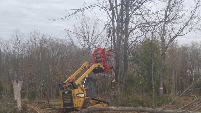 Tree Removal