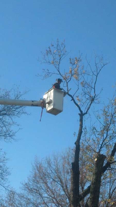 tree-trimming